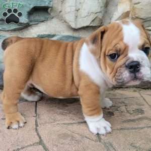 Rolo, English Bulldog Puppy