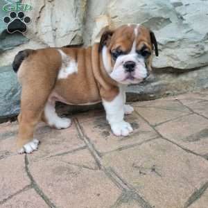 Brownie, English Bulldog Puppy