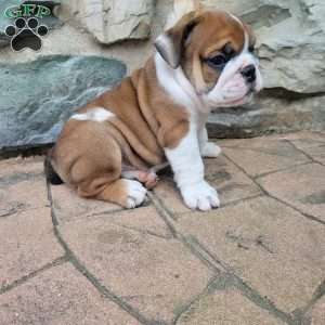 Brownie, English Bulldog Puppy