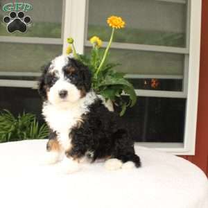 Blake, Mini Bernedoodle Puppy