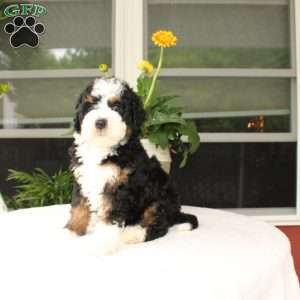 Benny, Mini Bernedoodle Puppy
