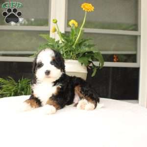 Baxter, Mini Bernedoodle Puppy