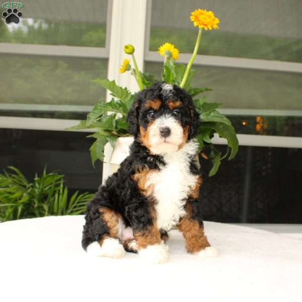 Bella, Mini Bernedoodle Puppy