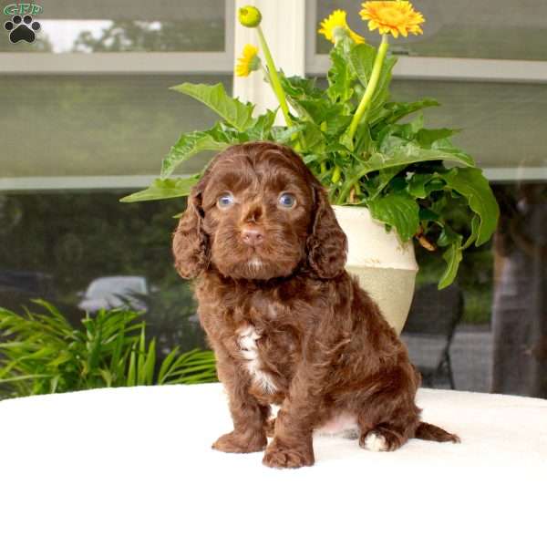 Ace, Mini Goldendoodle Puppy