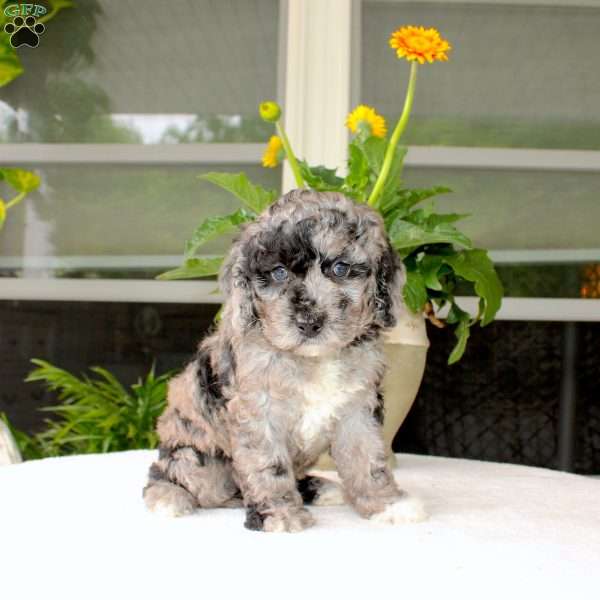 Asher, Mini Goldendoodle Puppy