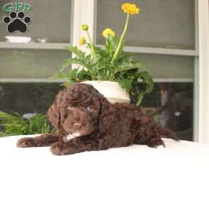 Ava, Mini Goldendoodle Puppy
