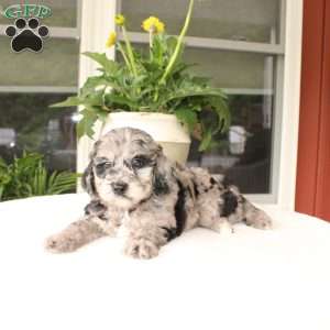 Abby, Mini Goldendoodle Puppy