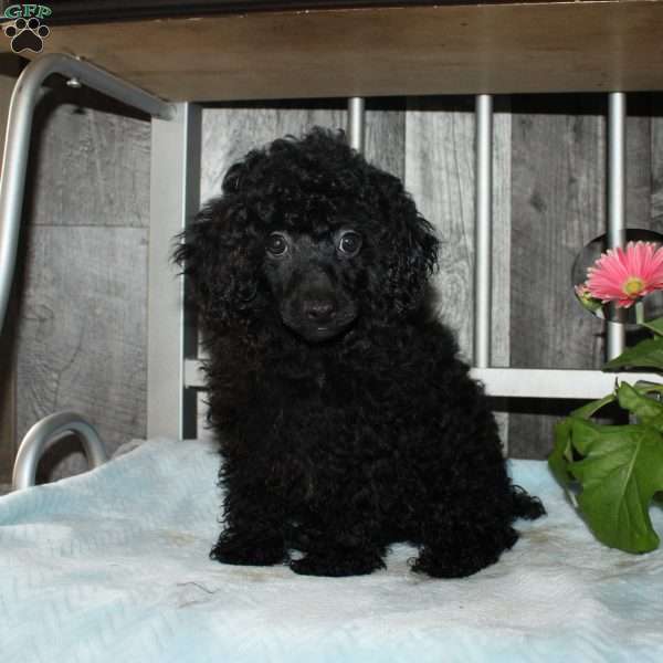 Carter, Miniature Poodle Puppy