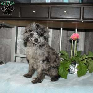 Cally, Miniature Poodle Puppy