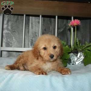 Oliver, Mini Aussiedoodle Puppy
