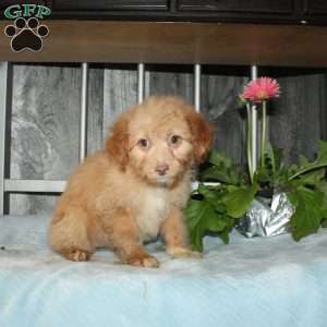 Opalite, Mini Aussiedoodle Puppy