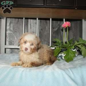Ophelia, Mini Aussiedoodle Puppy