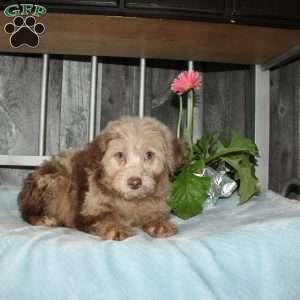 Oscar, Mini Aussiedoodle Puppy