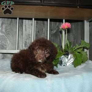 Opie, Mini Aussiedoodle Puppy