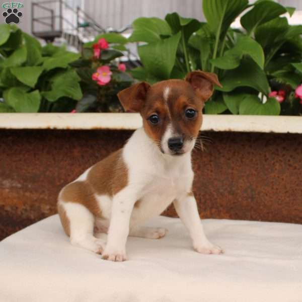 Katorah, Jack Russell Terrier Puppy