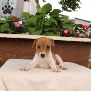 Karina, Jack Russell Terrier Puppy