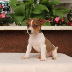 Kenny, Jack Russell Terrier Puppy