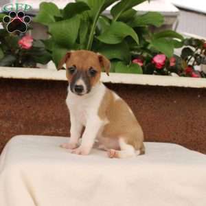 Kevin, Jack Russell Terrier Puppy