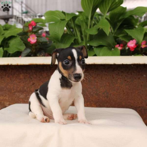 Kelly, Jack Russell Terrier Puppy