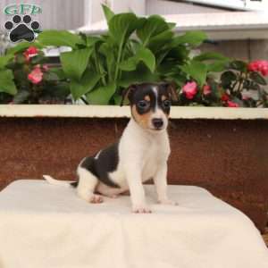 Ken, Jack Russell Terrier Puppy