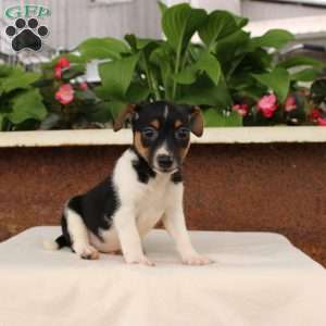 Klinger, Jack Russell Terrier Puppy