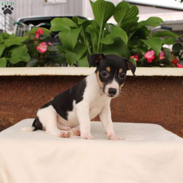 Kaleb, Jack Russell Terrier Puppy