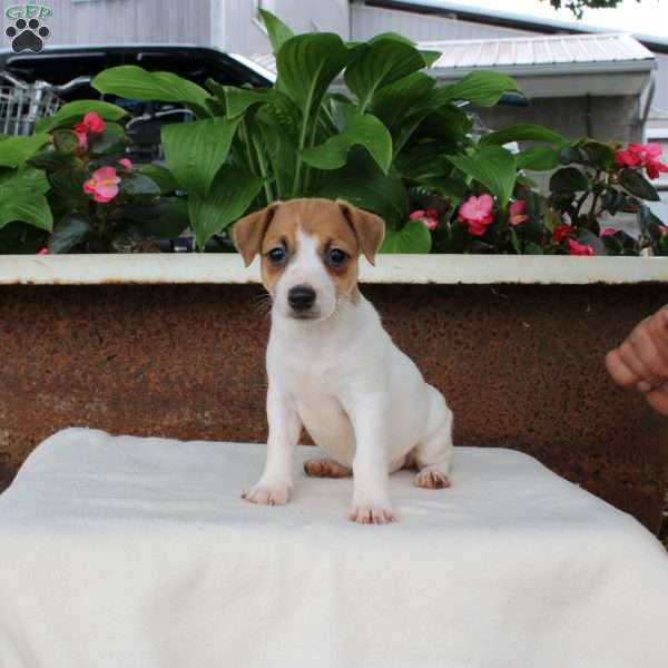 Melody, Jack Russell Terrier Puppy