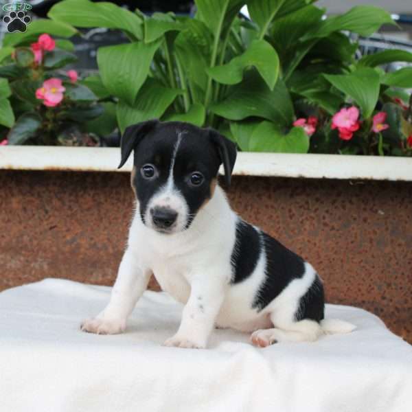 Melinda, Jack Russell Terrier Puppy