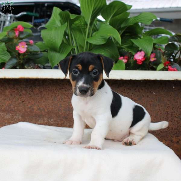 Max, Jack Russell Terrier Puppy