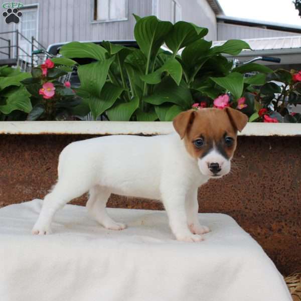Lena, Jack Russell Terrier Puppy
