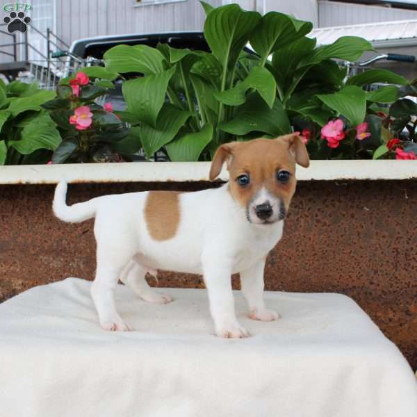 LeRoy, Jack Russell Terrier Puppy