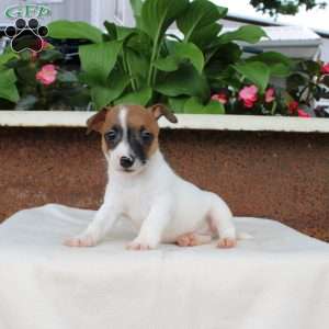 Lewis, Jack Russell Terrier Puppy