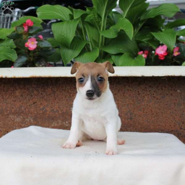 Lilly, Jack Russell Terrier Puppy