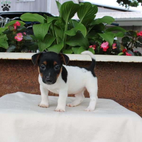 Lee, Jack Russell Terrier Puppy
