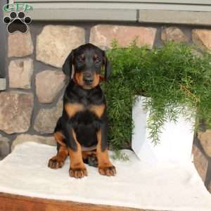 Poppy, Doberman Pinscher Puppy