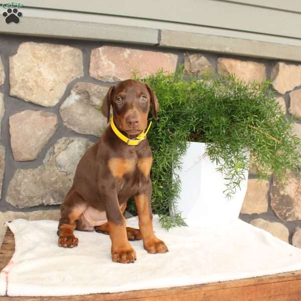 Pansy, Doberman Pinscher Puppy
