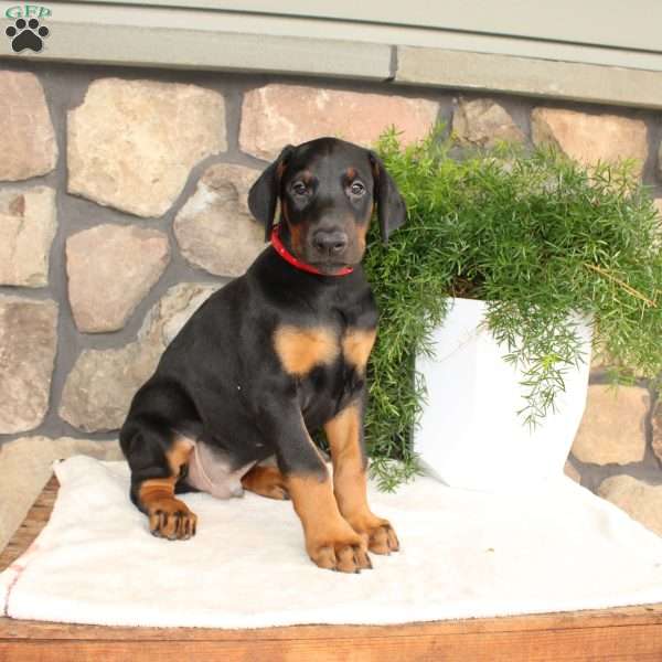 Peter, Doberman Pinscher Puppy