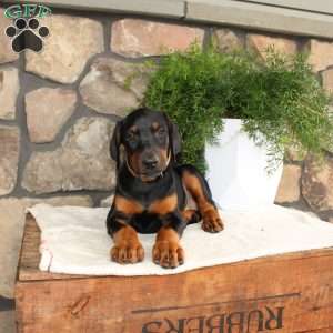Pricilla, Doberman Pinscher Puppy