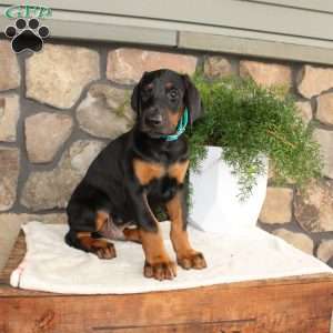 Paul, Doberman Pinscher Puppy