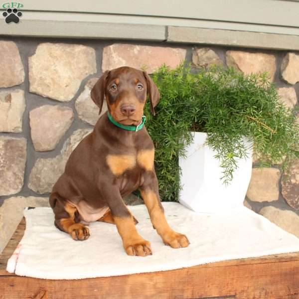 Penelope, Doberman Pinscher Puppy