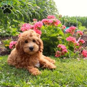 Pam, Mini Goldendoodle Puppy