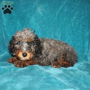 Tina, Miniature Poodle Puppy