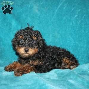 Tiffany, Miniature Poodle Puppy