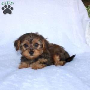 Ethan (Tiny), Yorkie Poo Puppy