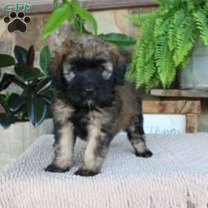 Lauren, Mini Whoodle Puppy
