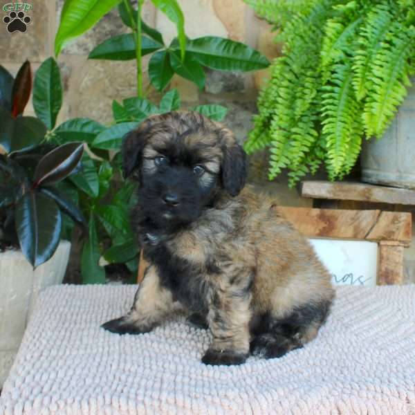Lyle, Mini Whoodle Puppy