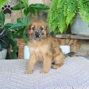 Leviticus, Mini Whoodle Puppy