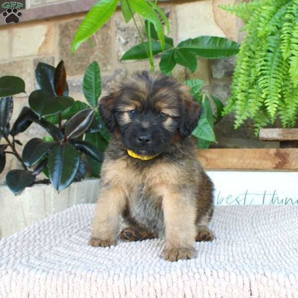Libby, Mini Whoodle Puppy