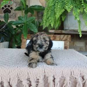 Lilac, Mini Whoodle Puppy