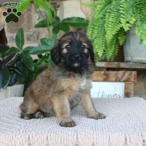 Lydia, Mini Whoodle Puppy